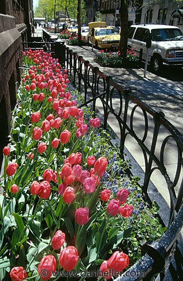 ny-tulips.jpg