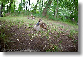 america, amusement park, cedar point, ducks, fisheye lens, fun, games, horizontal, north america, ohio, sandusky, united states, photograph