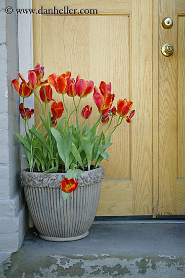 tulip-pot.jpg