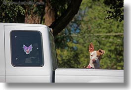 america, baker city, dogs, eared, horizontal, long, north america, oregon, united states, photograph