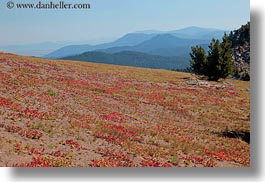 america, crater lake, horizontal, landscapes, north america, oregon, plants, red, united states, photograph