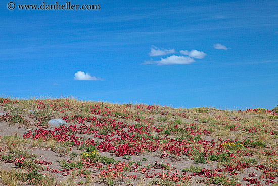 red-plants-n-landscape-2.jpg