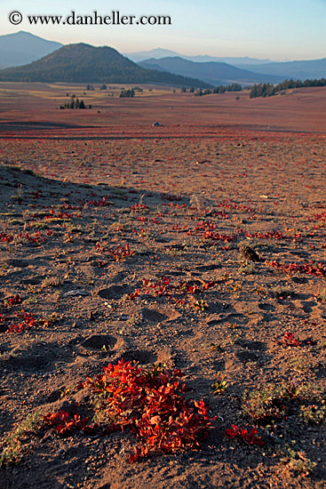 red-plants-n-landscape-3.jpg