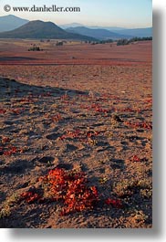 america, crater lake, landscapes, north america, oregon, plants, red, united states, vertical, photograph