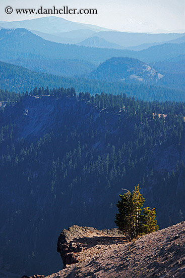 tree-overhand-n-mtns.jpg