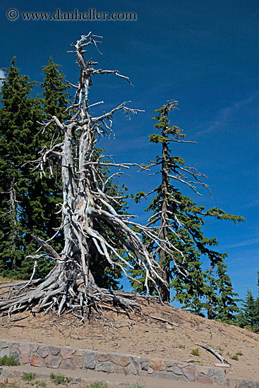 dead-tree-01.jpg