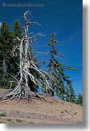 america, crater lake, dead, north america, oregon, trees, united states, vegetation, vertical, photograph