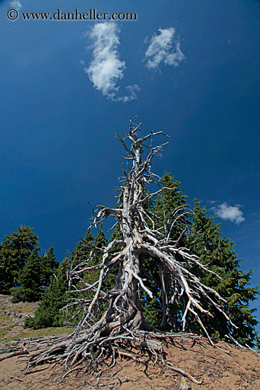 dead-tree-02.jpg