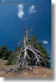 america, crater lake, dead, north america, oregon, trees, united states, vegetation, vertical, photograph