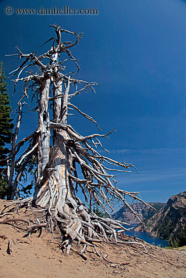 dead-tree-03.jpg