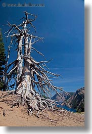 america, crater lake, dead, north america, oregon, trees, united states, vegetation, vertical, photograph