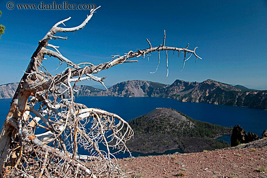 dead-tree-05.jpg