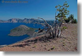 america, crater lake, dead, horizontal, north america, oregon, trees, united states, vegetation, photograph