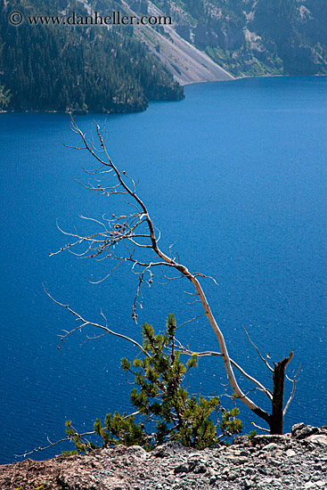 tree-n-lake-view-04.jpg