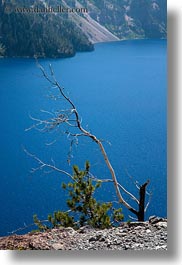 america, crater lake, lakes, north america, oregon, trees, united states, vegetation, vertical, views, photograph