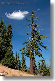 america, crater lake, north america, oregon, trees, united states, vegetation, vertical, photograph