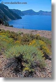 images/UnitedStates/Oregon/CraterLake/Vegetation/yellow-flowers-01.jpg