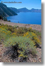 america, crater lake, flowers, north america, oregon, united states, vegetation, vertical, yellow, photograph