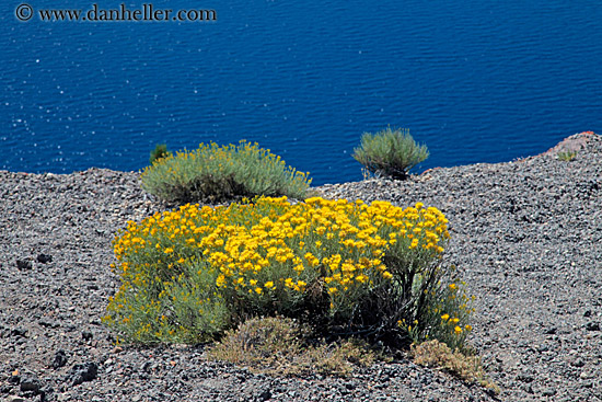 yellow-flowers-02.jpg