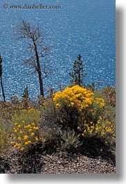 images/UnitedStates/Oregon/CraterLake/Vegetation/yellow-flowers-03.jpg