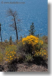 america, crater lake, flowers, north america, oregon, united states, vegetation, vertical, yellow, photograph