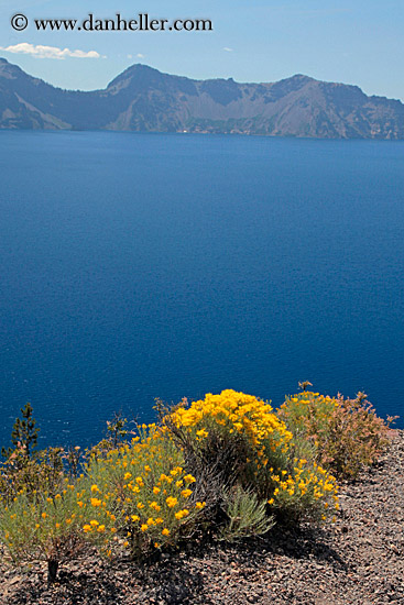 yellow-flowers-05.jpg