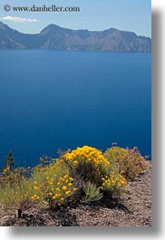 america, crater lake, flowers, north america, oregon, united states, vegetation, vertical, yellow, photograph