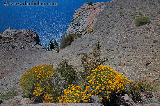 yellow-flowers-06.jpg