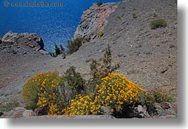 america, crater lake, flowers, horizontal, north america, oregon, united states, vegetation, yellow, photograph