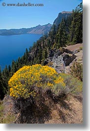 america, crater lake, flowers, north america, oregon, united states, vegetation, vertical, yellow, photograph