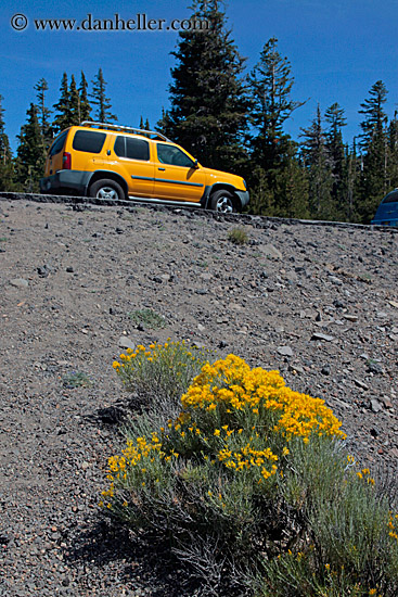 yellow-flowers-n-truck.jpg