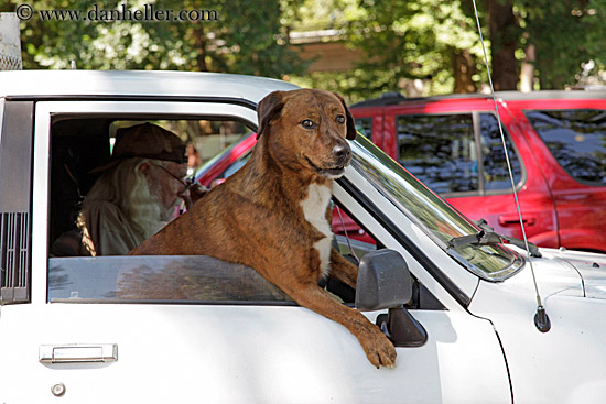 dog-n-car-window-1.jpg