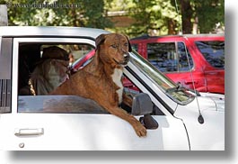 images/UnitedStates/Oregon/GrantsPass/dog-n-car-window-1.jpg