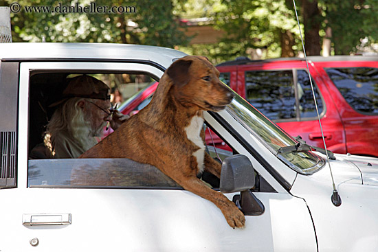 dog-n-car-window-2.jpg