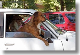 images/UnitedStates/Oregon/GrantsPass/dog-n-car-window-2.jpg