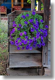 images/UnitedStates/Oregon/Halfway/purple-flowers.jpg