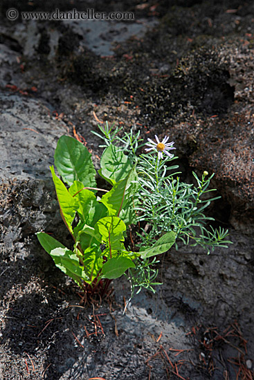 flowers-on-rock-1.jpg