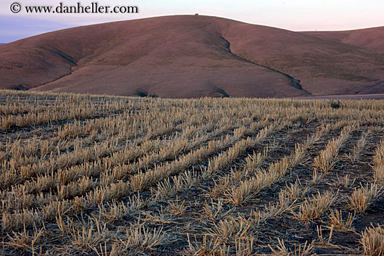 agriculture-rows-2.jpg