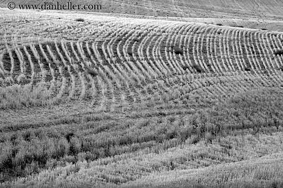 agriculture-rows-bw.jpg