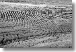 agriculture, america, black and white, horizontal, landscapes, north america, oregon, rows, scenics, united states, photograph