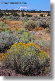images/UnitedStates/Oregon/Scenics/MtJefferson/mt_jefferson-n-shrubs-1.jpg