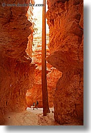 america, bryce canyon, canyons, north america, trees, united states, utah, vertical, western usa, photograph