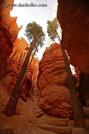 tree-in-canyon-03.jpg