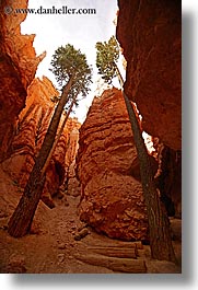 images/UnitedStates/Utah/BryceCanyon/Canyon/tree-in-canyon-03.jpg
