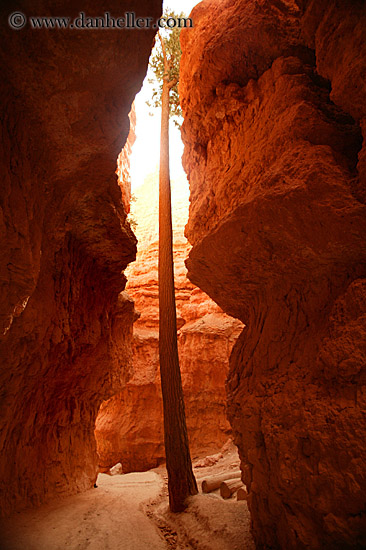 tree-in-canyon-04.jpg
