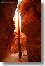 america, bryce canyon, canyons, north america, trees, united states, utah, vertical, western usa, photograph