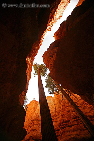 tree-in-canyon-05.jpg