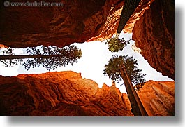 images/UnitedStates/Utah/BryceCanyon/Canyon/tree-in-canyon-06.jpg