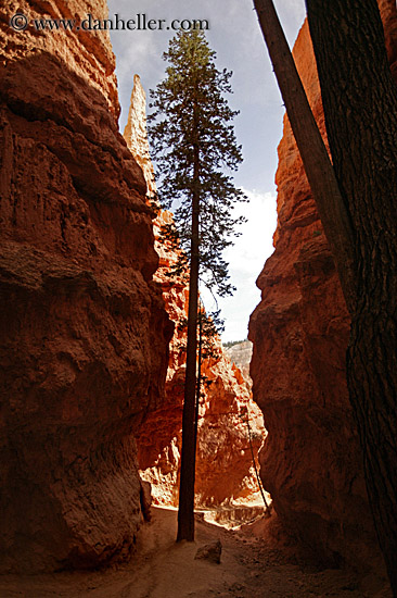 tree-in-canyon-07.jpg