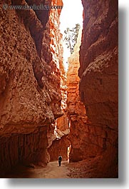 america, bryce canyon, canyons, north america, united states, utah, vertical, walking, western usa, photograph